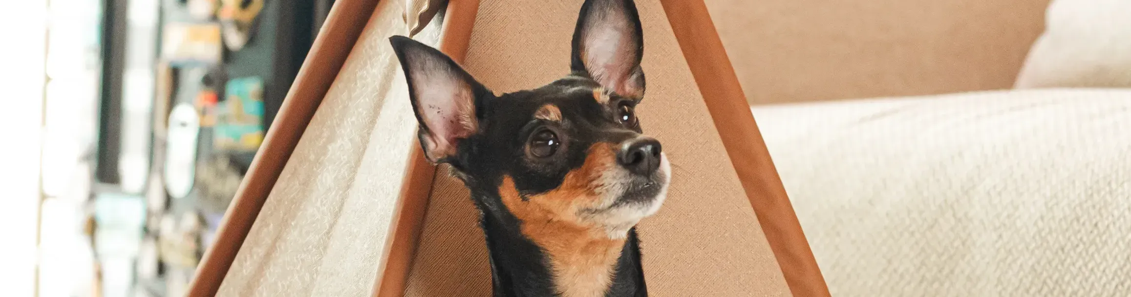 10 Dicas para preparar sua casa para receber pets