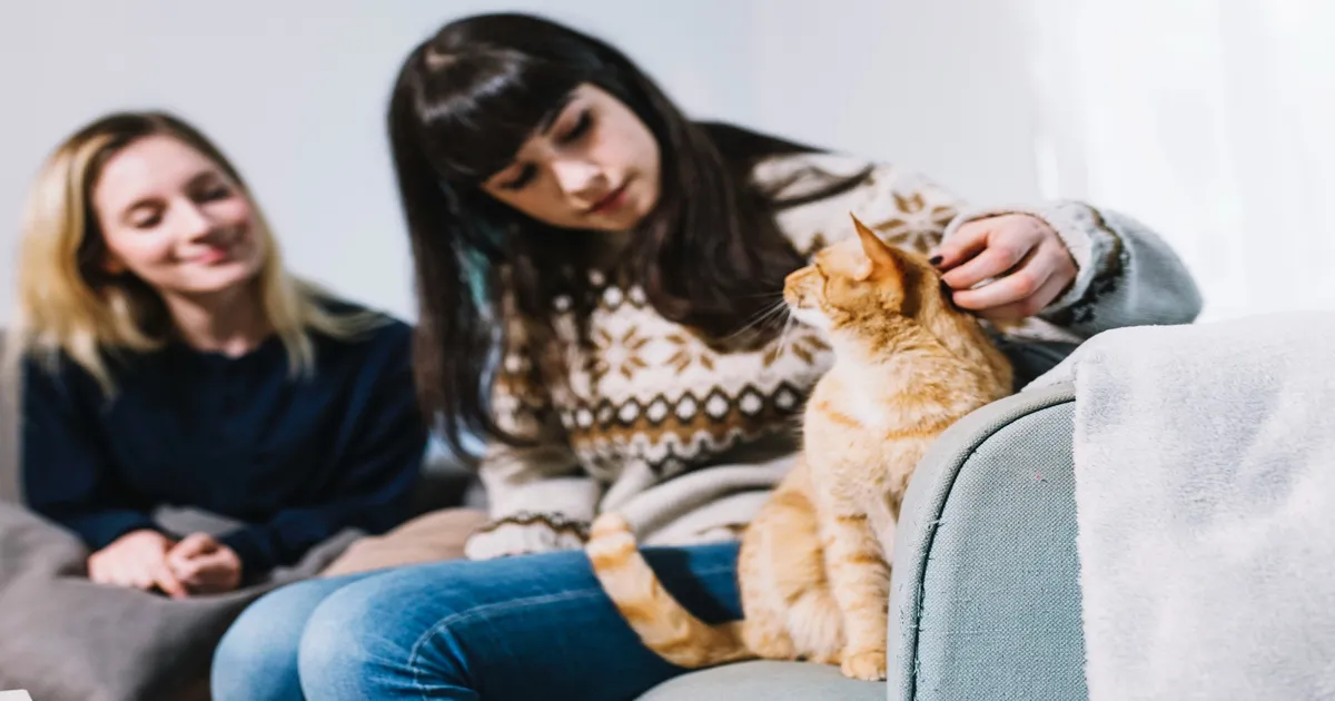 Pet sitter para gatos: como funciona e por que faz diferença