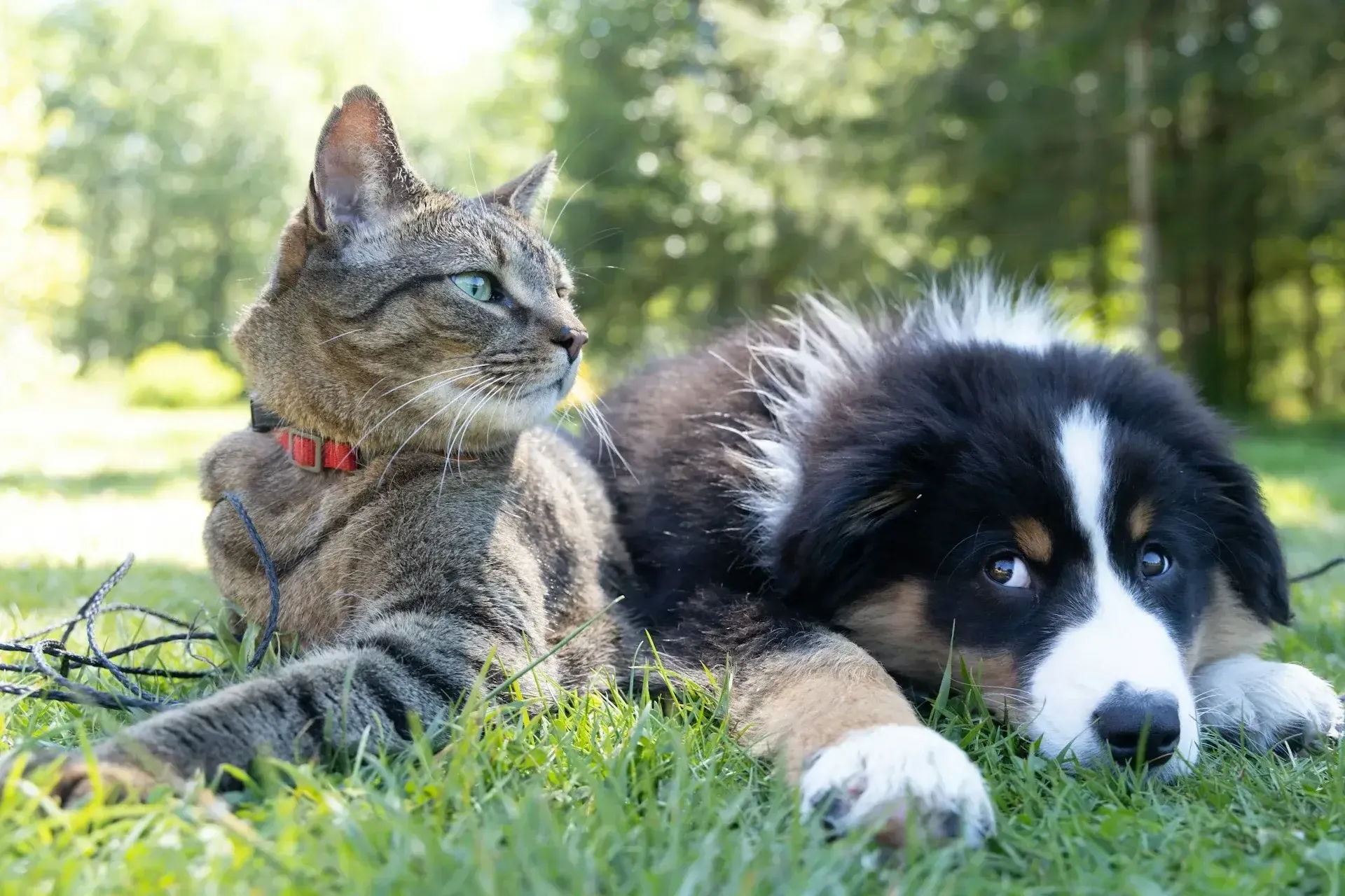Guarda de pets pós-separação: Direitos e bem-estar animal