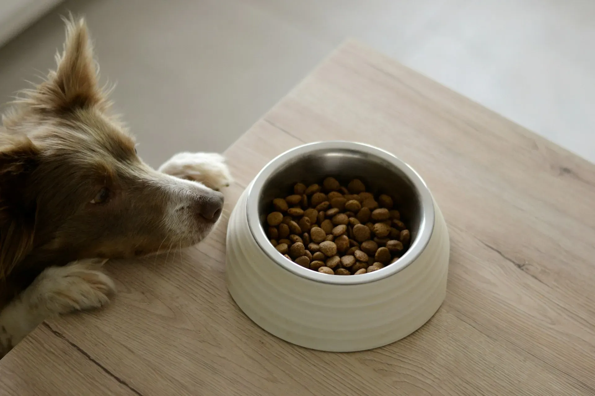 Alimentação Pet: Ração ou Caseira?