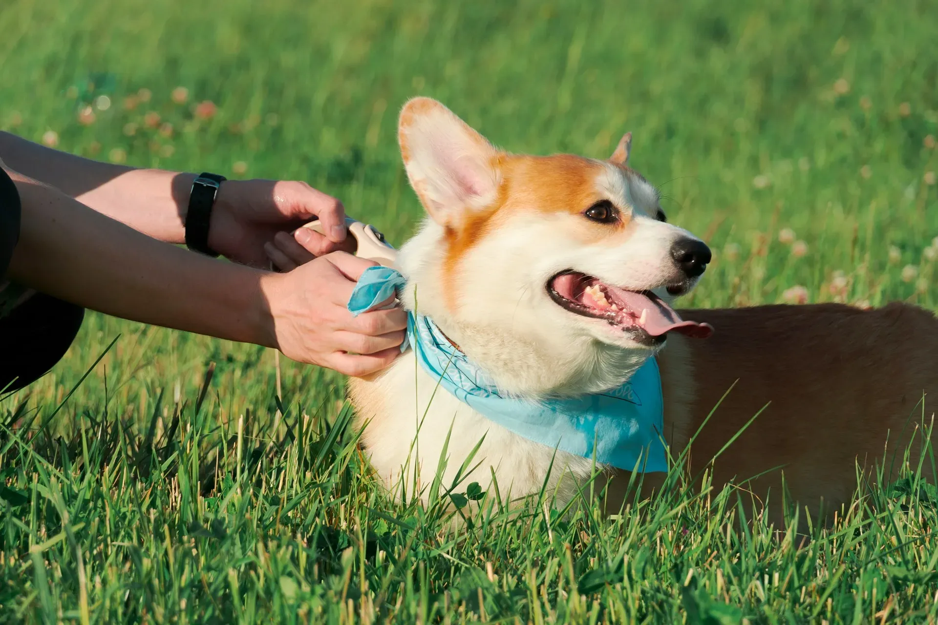 Ansiedade de Separação em Pets: Causas, Sintomas e Soluções