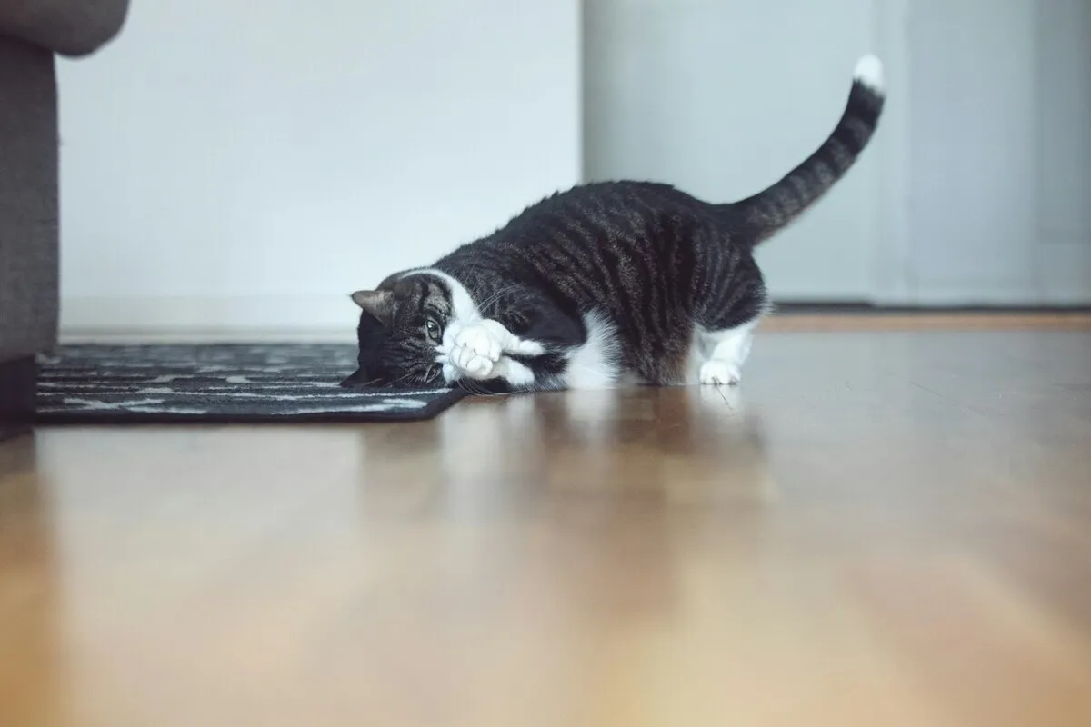 Gato faz xixi fora da caixa? Desvende o motivo e resolva!