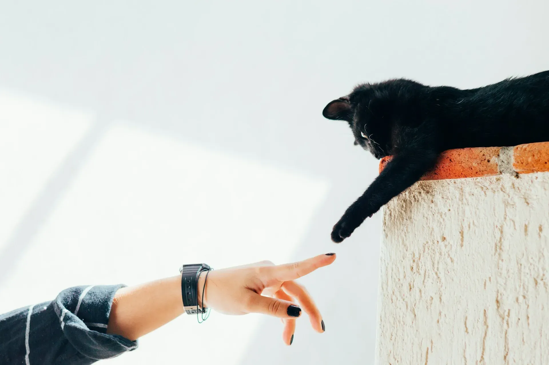 O Futuro do Cuidado com Pets: Tecnologia, Empatia e Novas Experiências