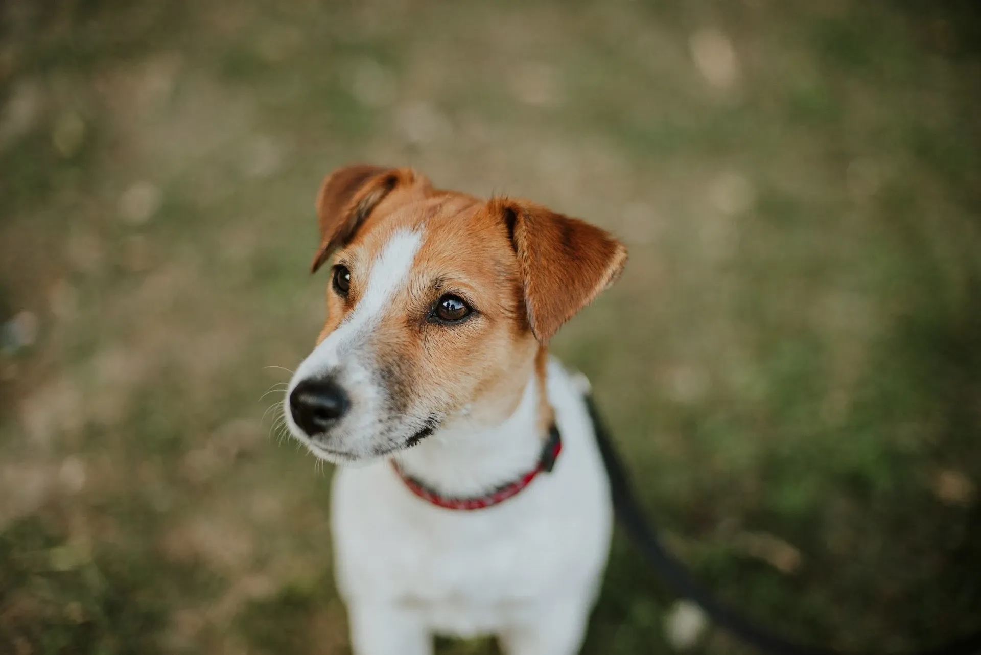 Onde Deixar o Cachorro Quando Viajar?