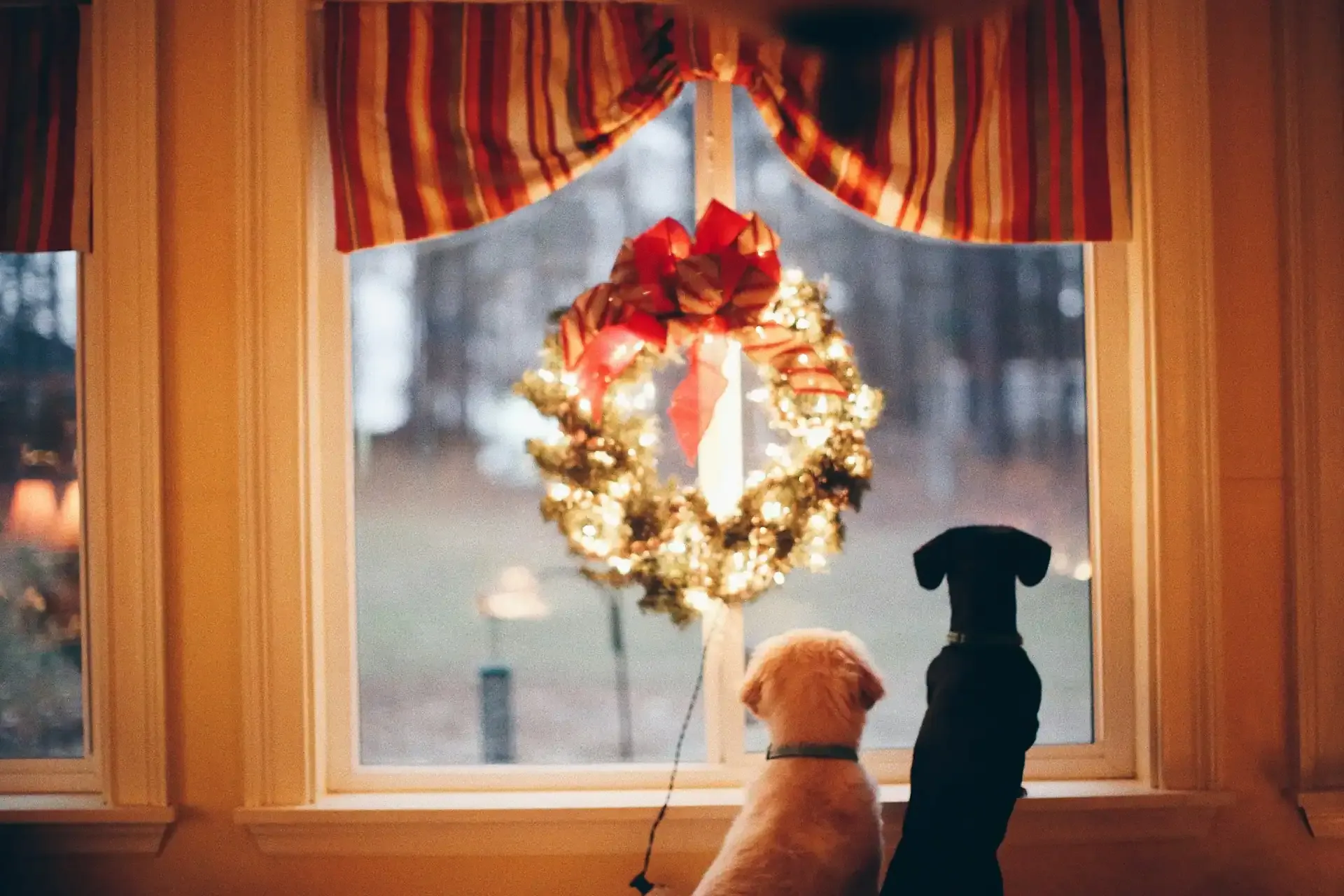 A importância de ter um cuidador de pet no natal e ano novo