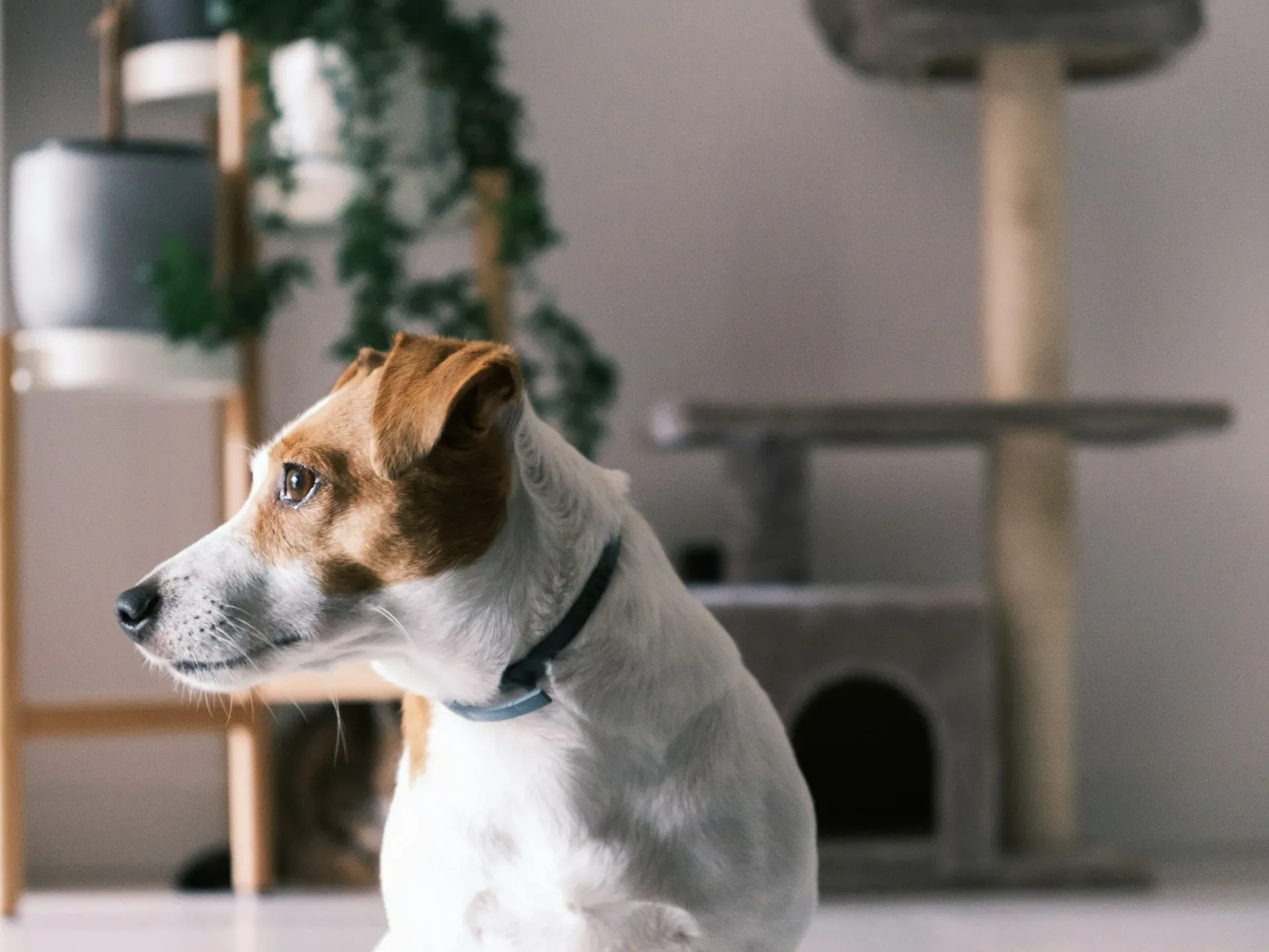 Atividades ao Ar Livre com Pets