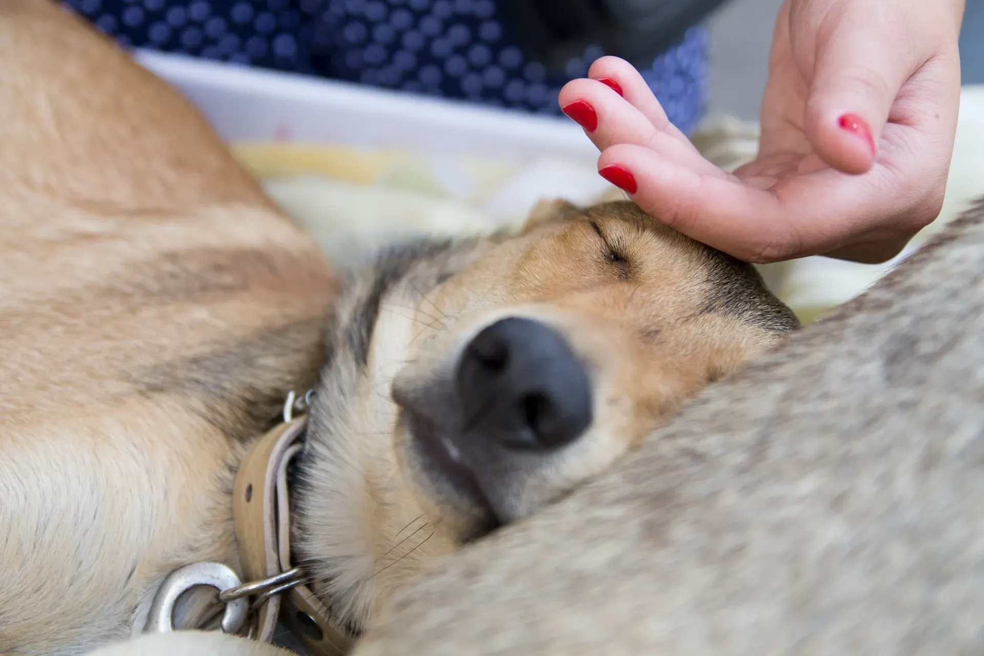 Primeiros Socorros para Pets: Guia Completo e Salva-Vidas