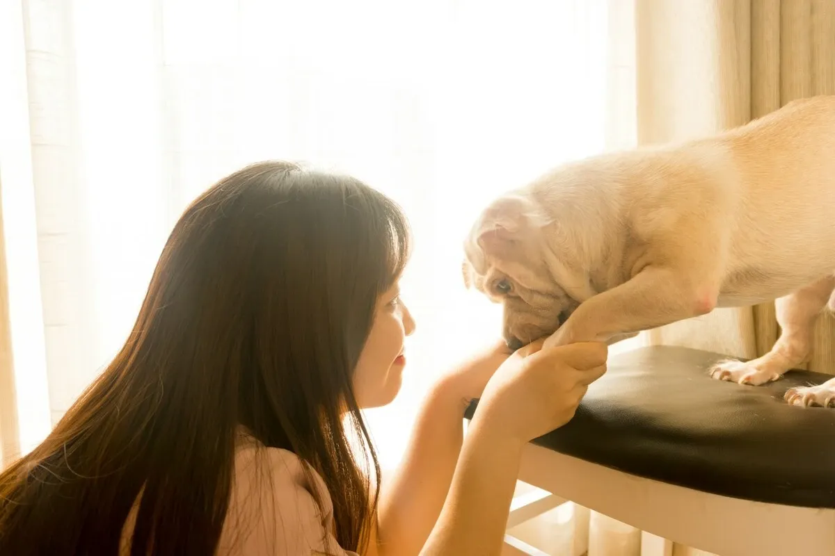 Meu pet engasgou: O guia de 30 segundos que pode salvar a vida dele
