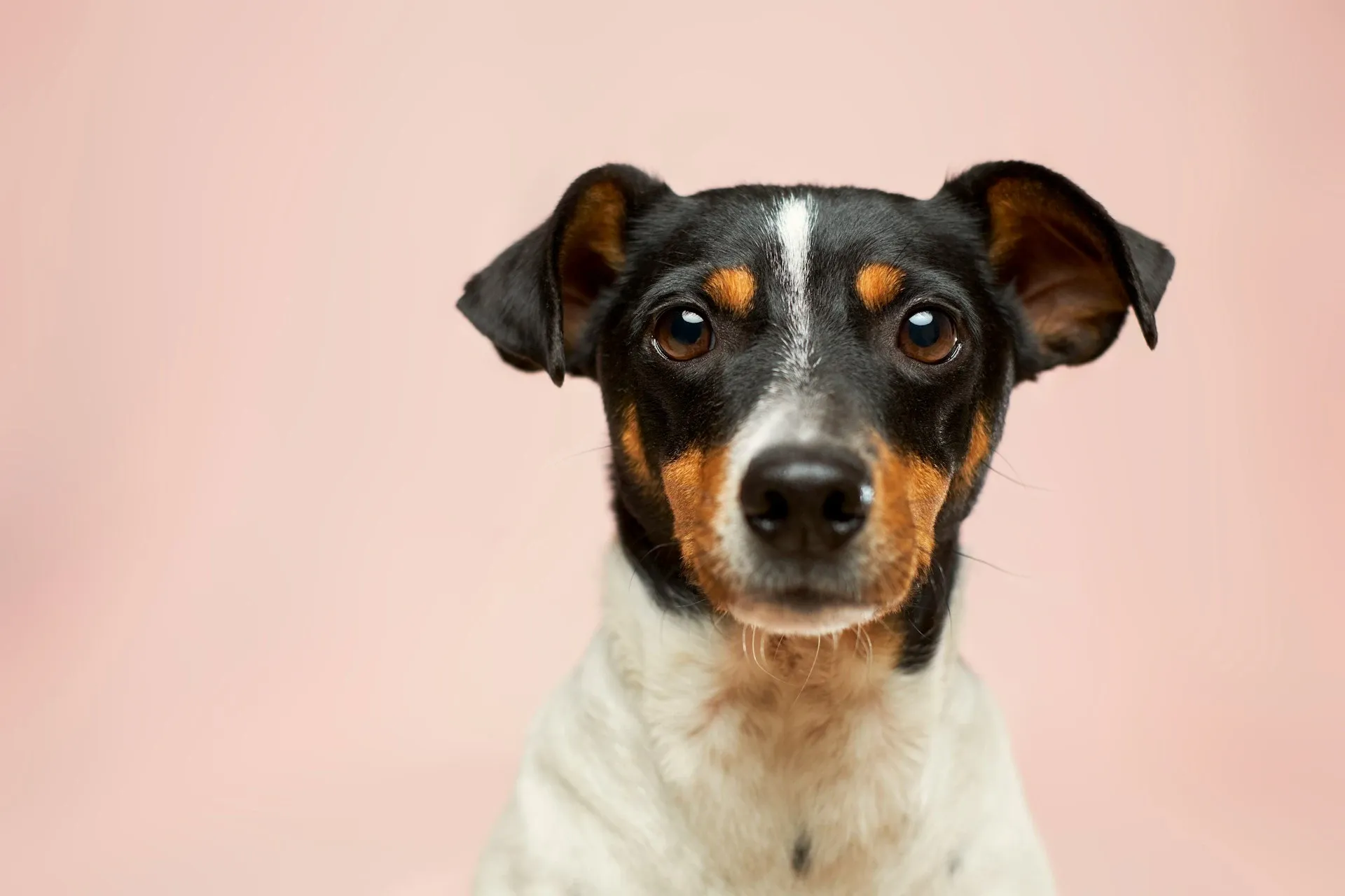 10 Dicas para preparar sua casa para receber pets