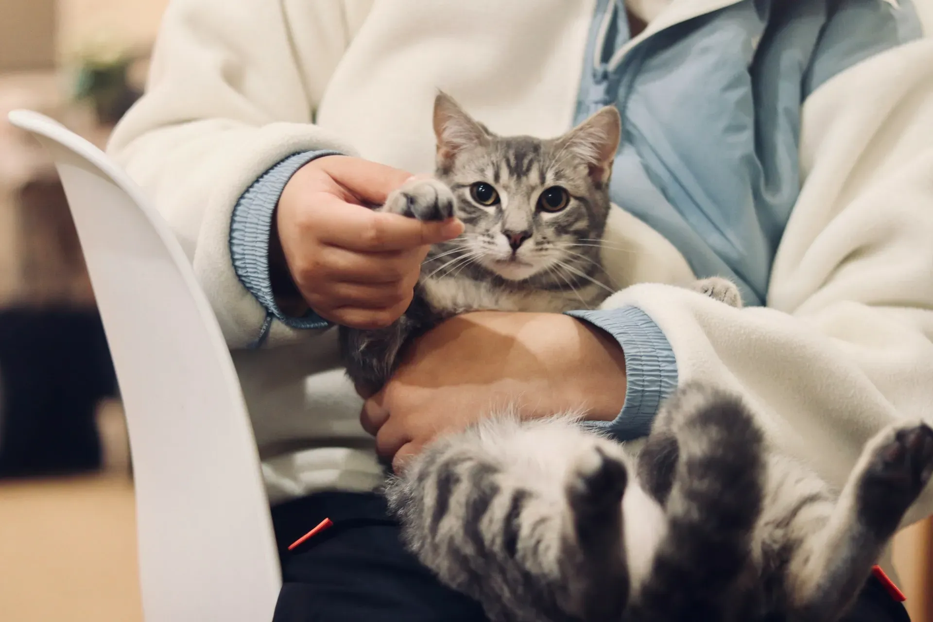 Vacinação dos pets: um gesto de amor que protege vidas
